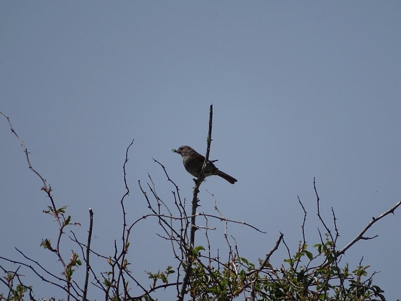 NI 2019-05-22 Noirmoutier.JPG