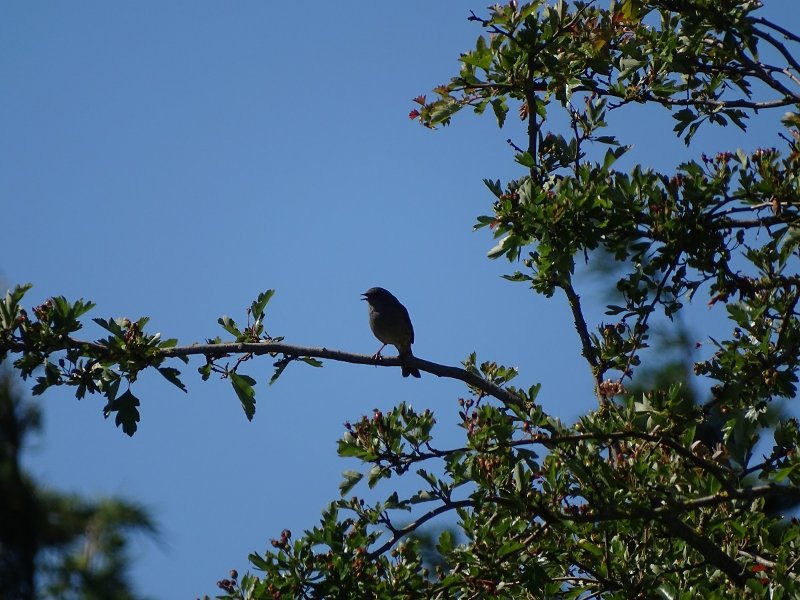 NI 2019-05-31 Noirmoutier 1.JPG