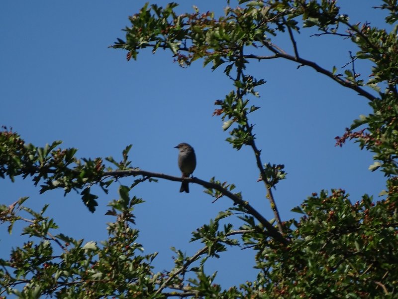 NI 2019-05-31 Noirmoutier 2.JPG