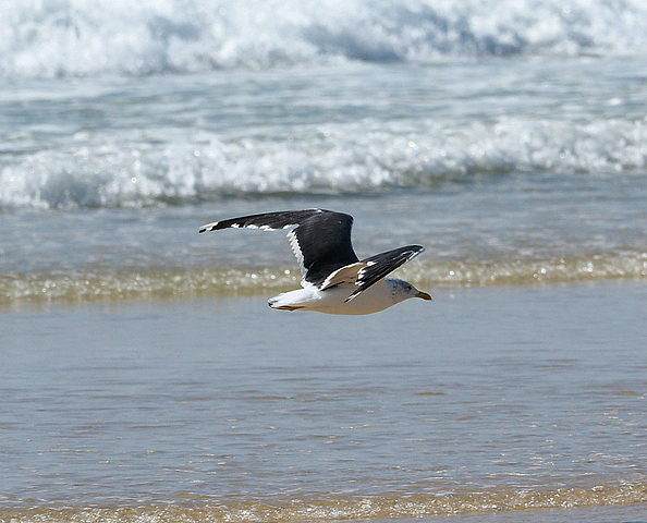 Goéland brun  Larus fuscus - Lesser Black-backed Gull.jpg