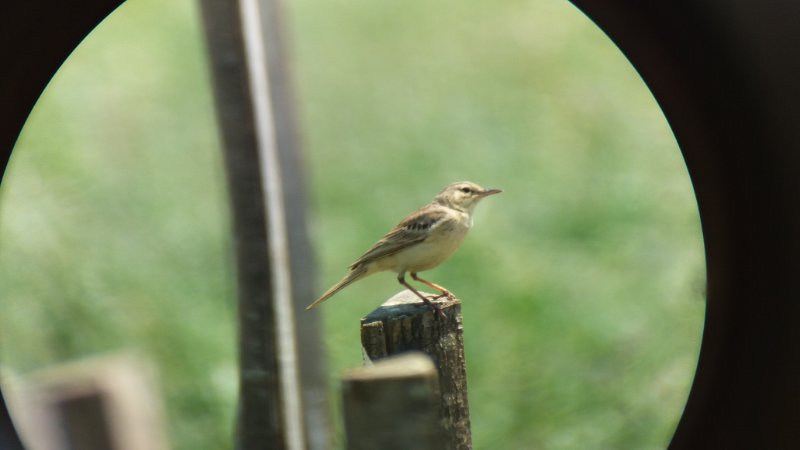 Pipit rousseline_Anthus campestris (2).jpg