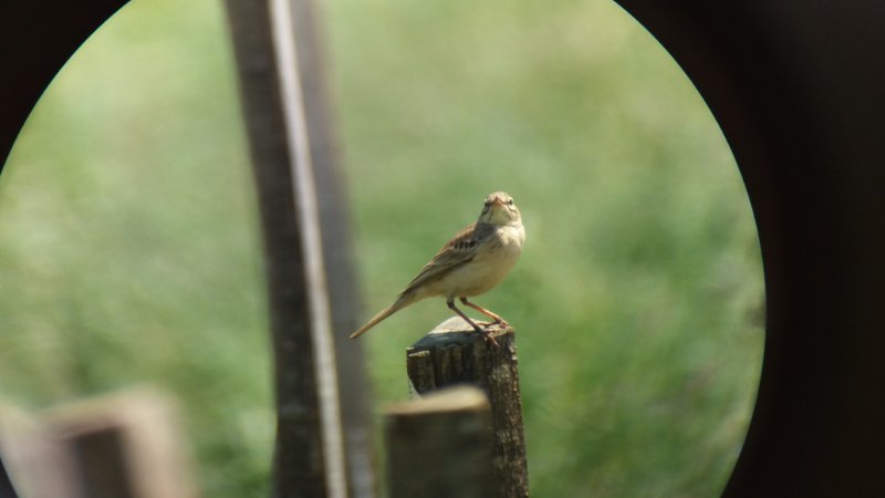 Pipit rousseline_Anthus campestris.jpg