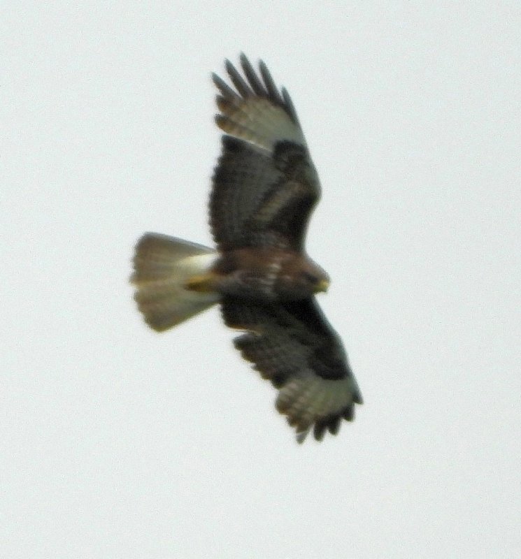 rapace_05062019.jpg