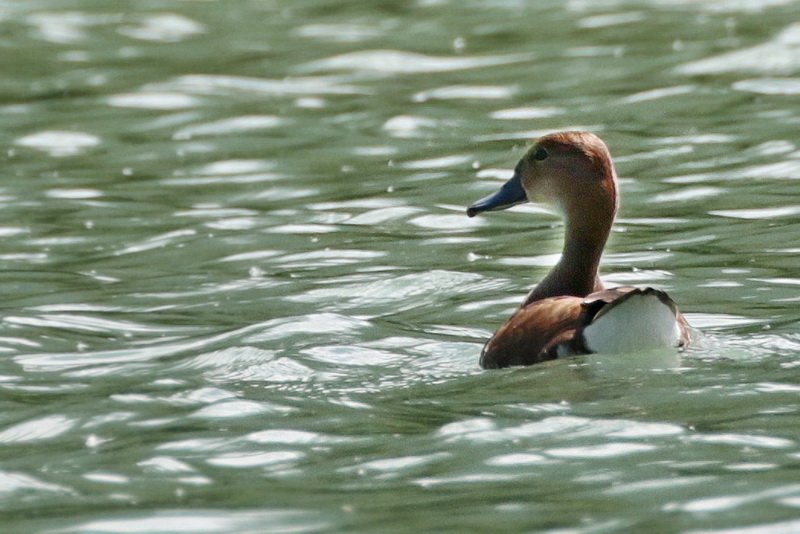 Eliane Bernard Canard inconnu Lac de Vougy 2.jpg