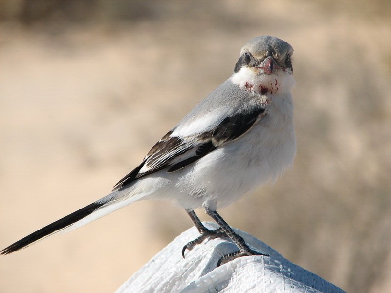 Eliane Bernard Oiseau inconnu Tunisie.jpg