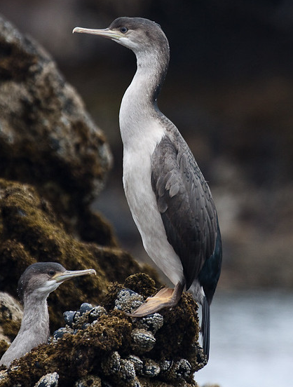 Spotted Shag (juv) Stewart Is. NZ.png