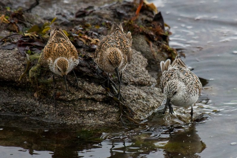 Becasseau sanderling_1911.jpg