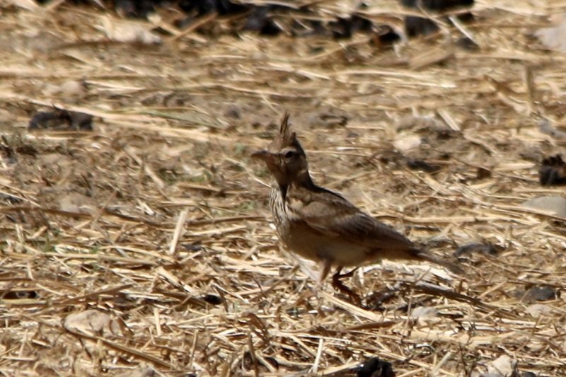 2019 07 12 Réserve africaine de Sigean (670) - Copie.JPG