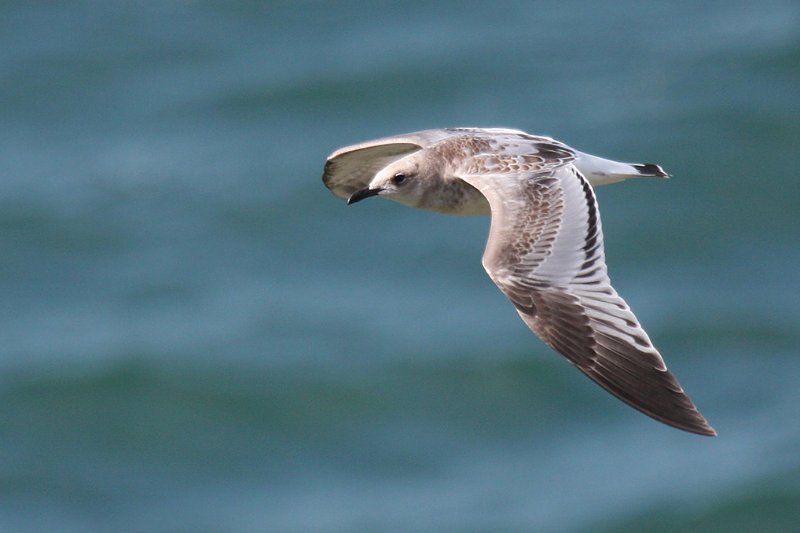 Mouette mélanocéphale_4733.jpg