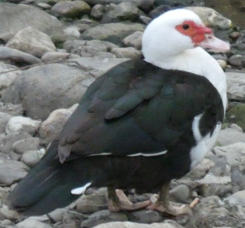 Oiseau à déterminer.png