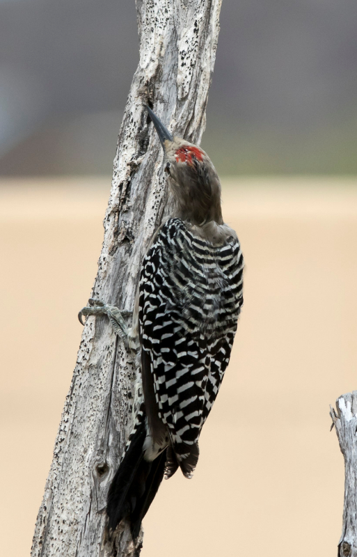 Basse Californie-20150820_1-2.jpg