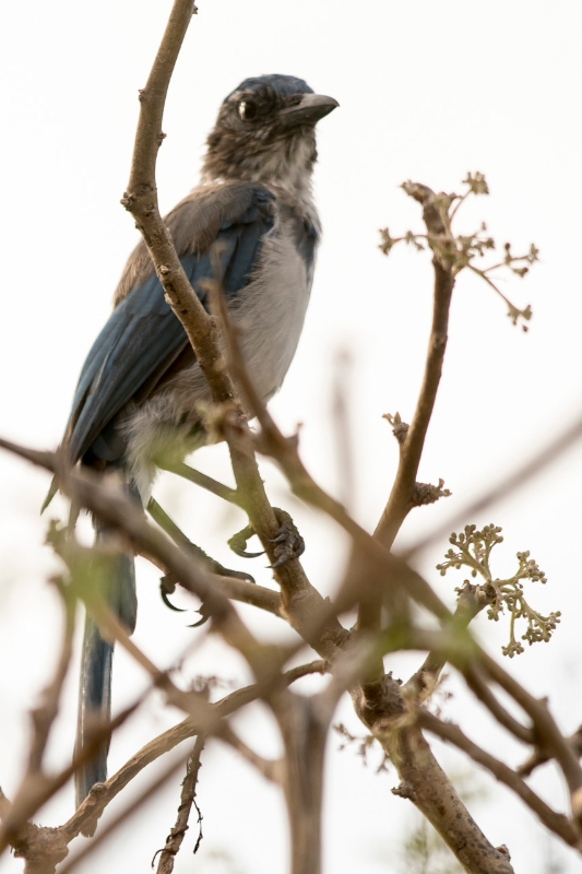 Basse Californie-20150820_1-3.jpg