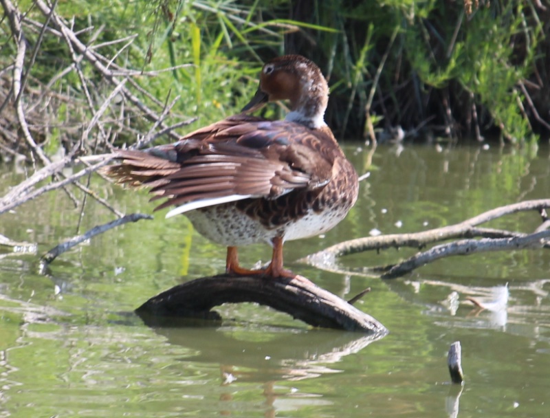 canard moucheté.JPG