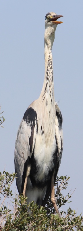 Heron blanc.JPG