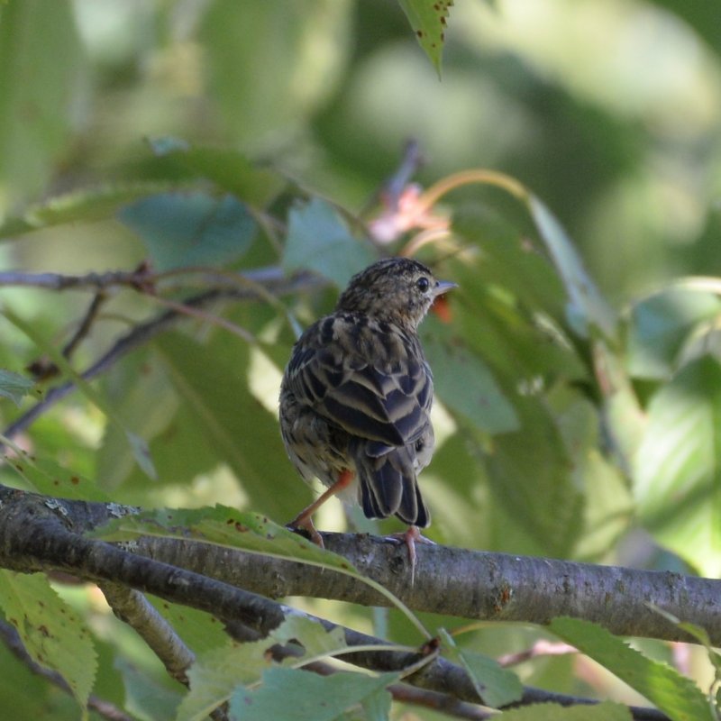 Rou-0228-Pipit farlouse.JPG