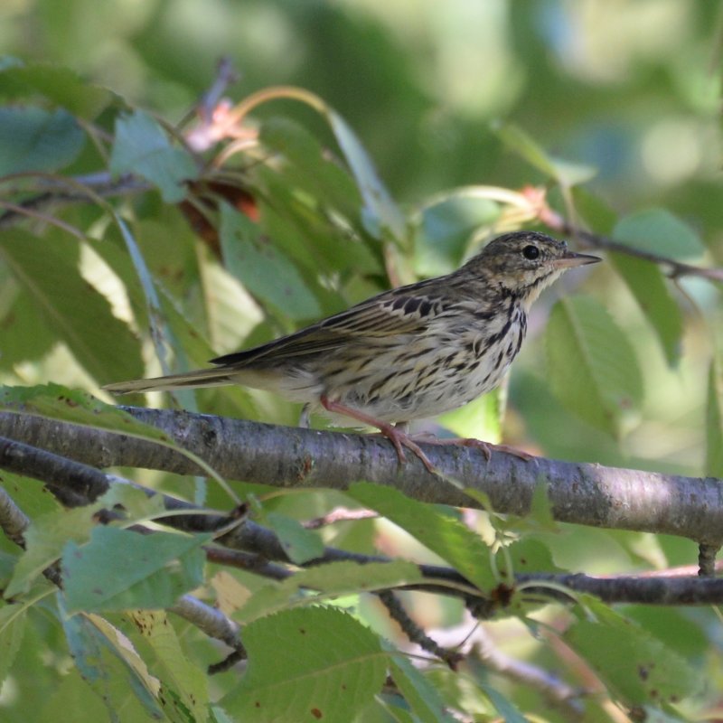 Rou-0229-Pipit farlouse.JPG