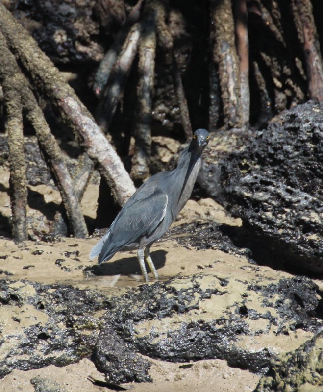 59_GALAPAGOS_PUERTO AYORA_VERS LAS GRIETAS.JPG