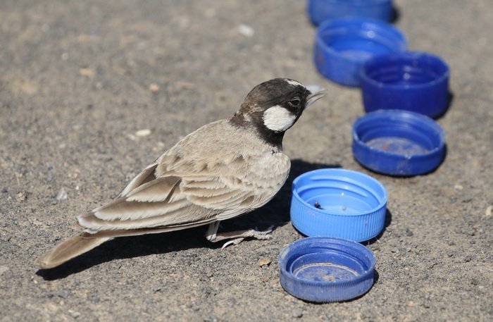 2019_01_31- ethiopie 3033- dépression du danakil- erta ale r.JPG