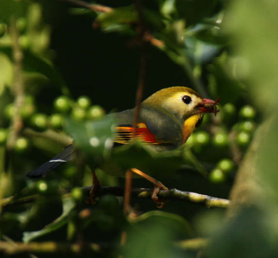 moineau perruche.PNG