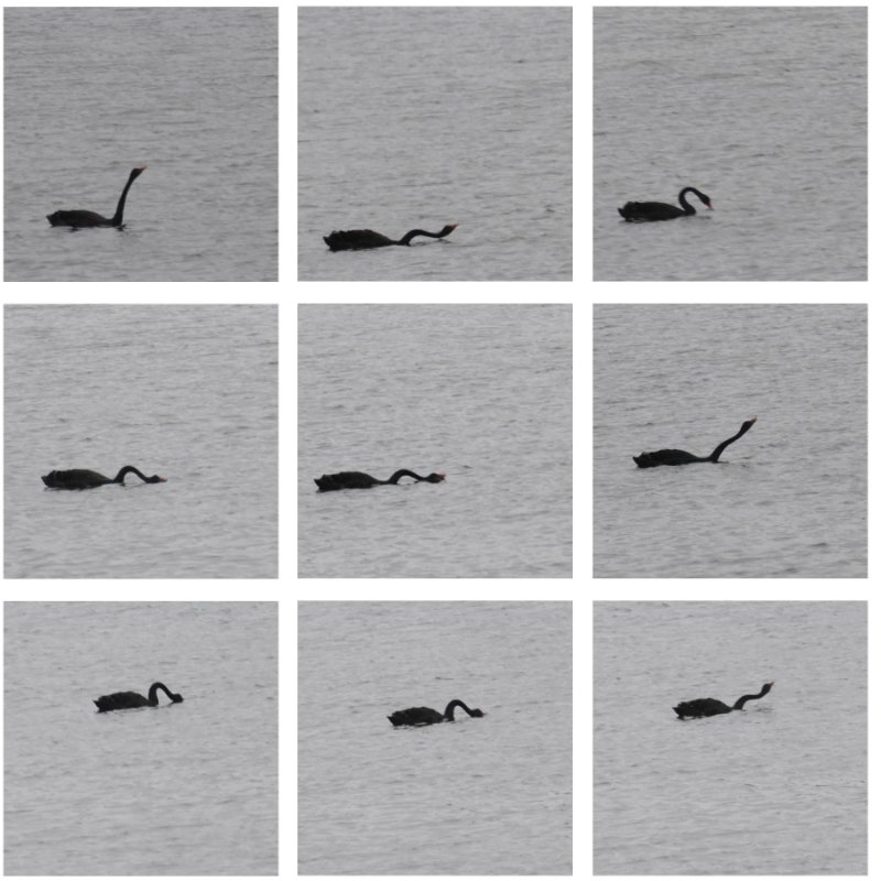 cygne noir.jpg