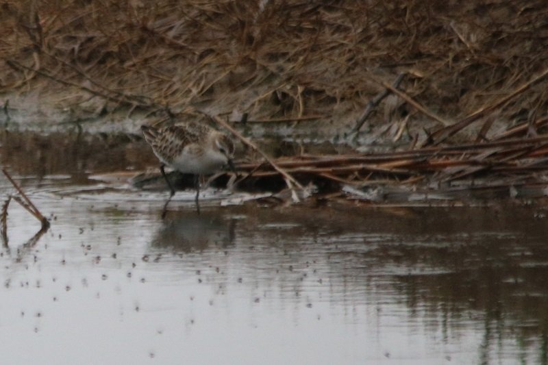 2019 10 23 Réserve ornithologique du Teich (113) - Copie.JPG