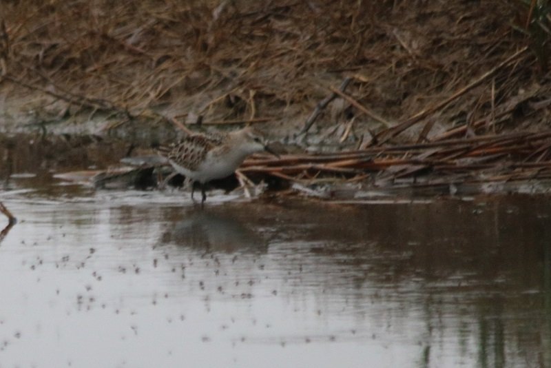 2019 10 23 Réserve ornithologique du Teich (114) - Copie.JPG