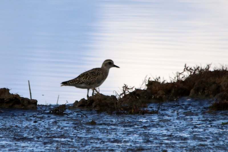 2019 10 21 Réserve ornithologique du Teich (95) - Copie.JPG