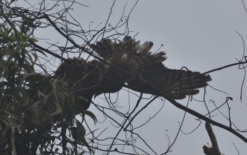 Rapace Pahou 3.jpg