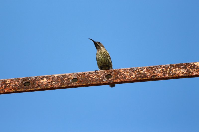 Péninsule - Tanzanie - Octobre 2019 (7) (Copier).JPG