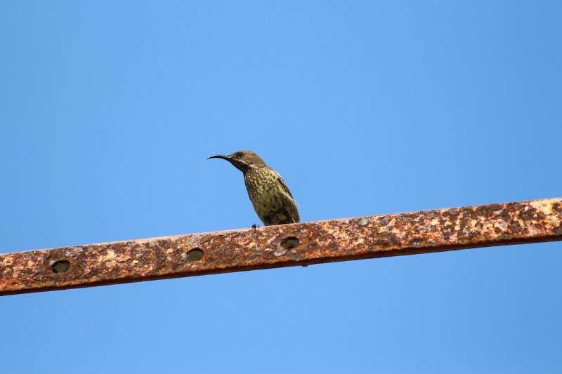 Péninsule - Tanzanie - Octobre 2019 (5) (Copier).JPG