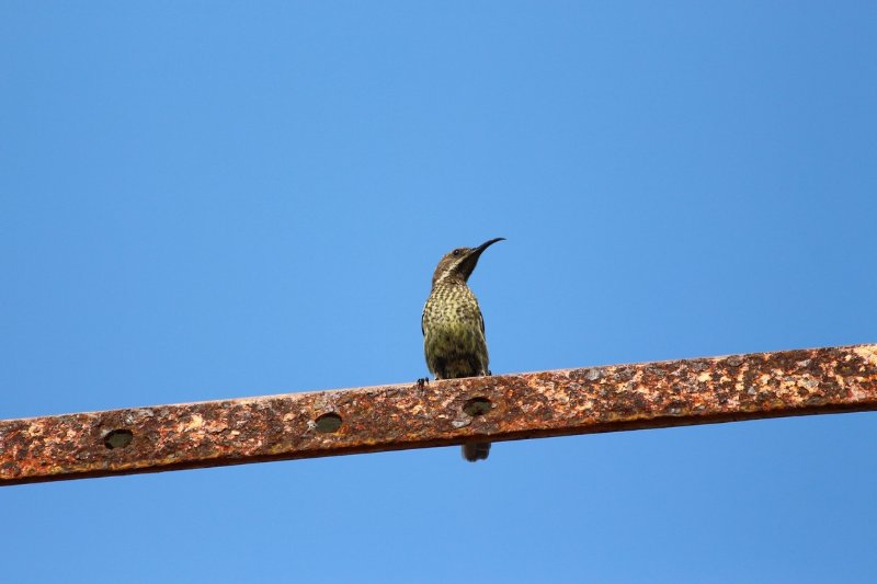 Péninsule - Tanzanie - Octobre 2019 (6) (Copier).JPG