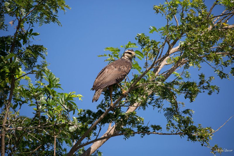 Balbuzard pecheur (Bolivie)-2.jpg