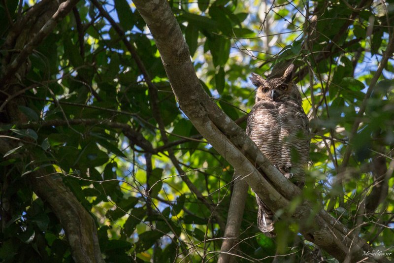 Hibou (Bolivie).JPG