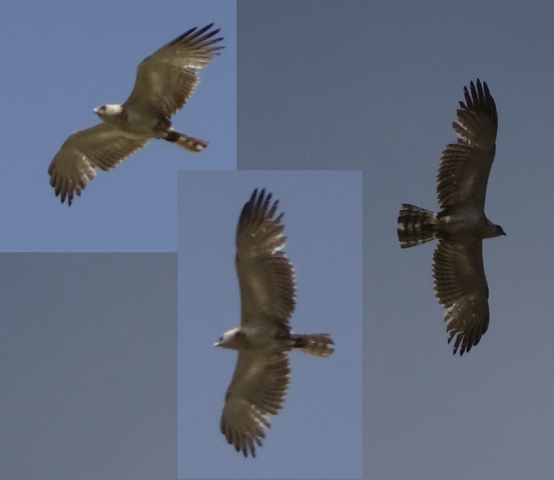 oiseau-mystère.gif