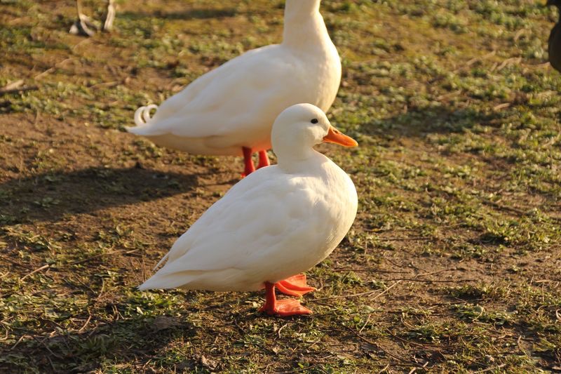 Canard blanc non identifié.JPG