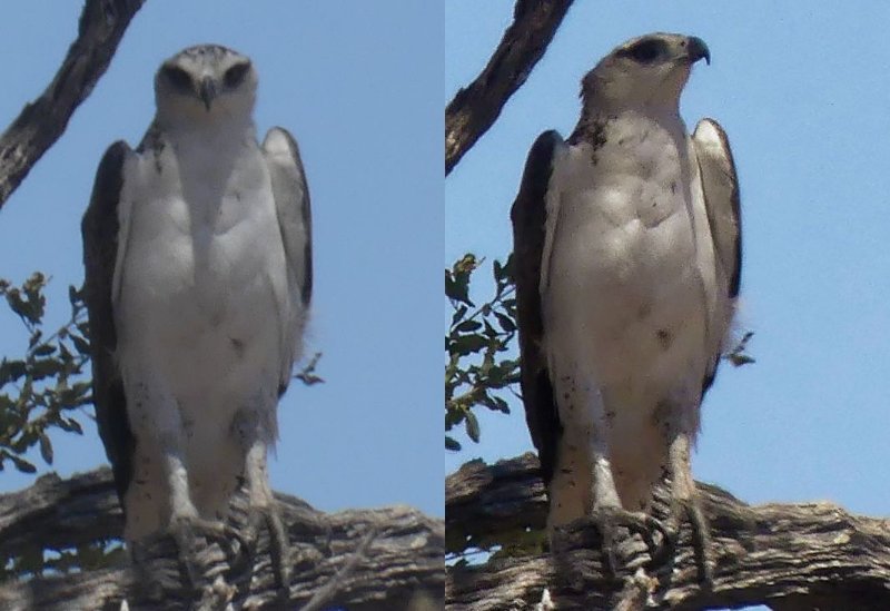 Aigle Martial_non validé.jpg