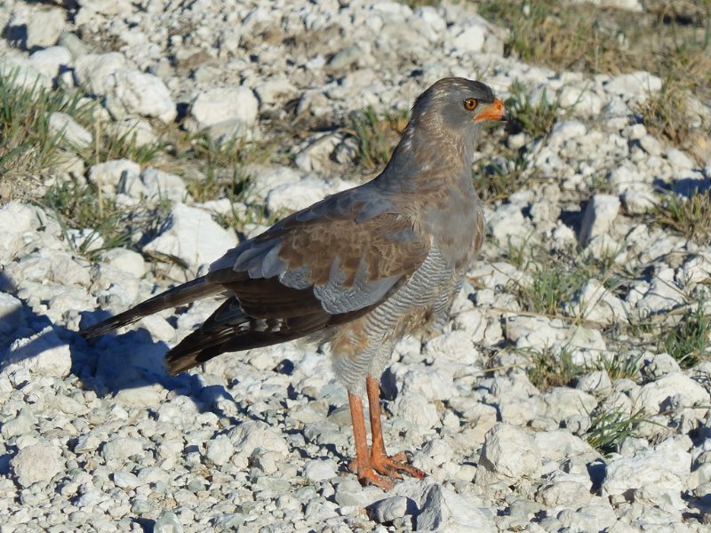 Pale chanting goshawk (immature) (3).JPG