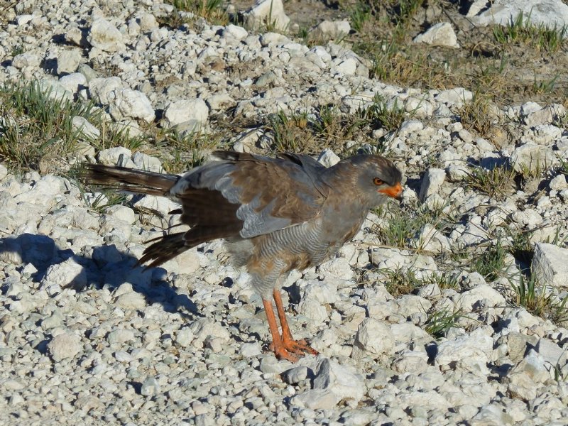 Pale chanting goshawk (immature) (1).JPG