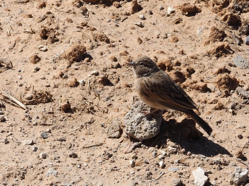 Emberiza-impetuani.jpg