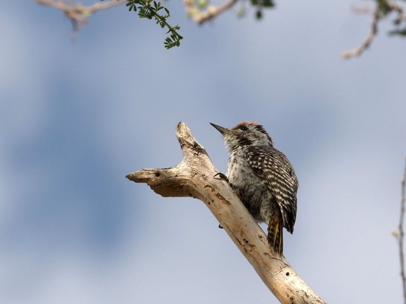 pic-d'etosha.jpg