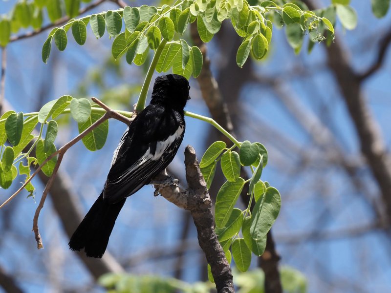 Parus-niger-1.jpg