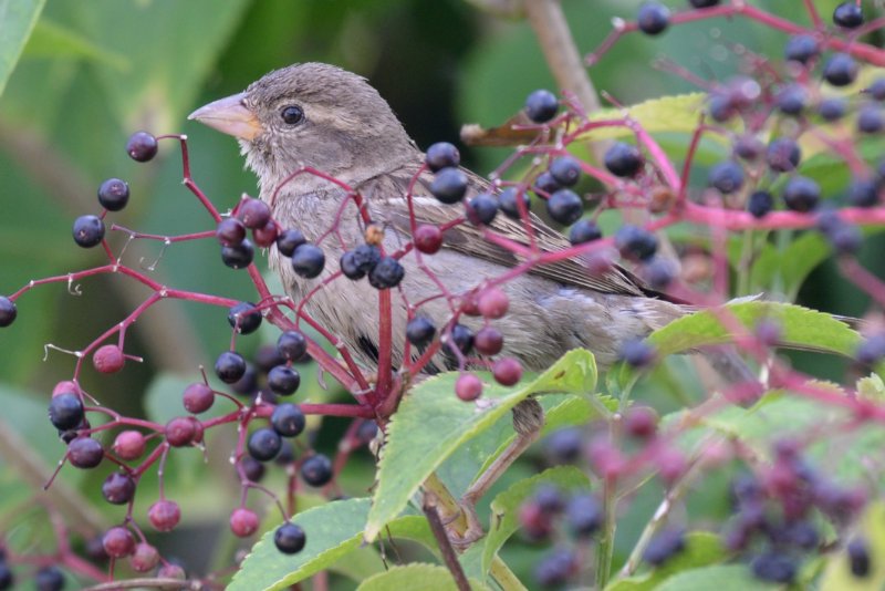 Rou-0774 Linotte mélodieuse.JPG