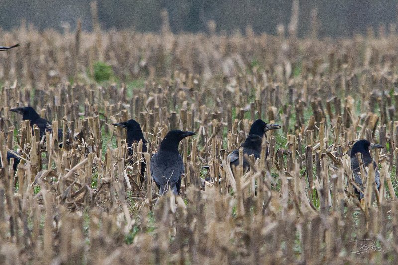 Corvidés_3368.JPG