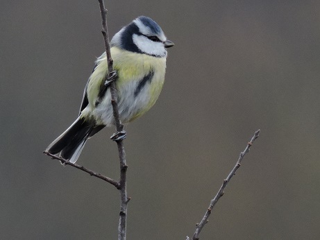 1 mésange noire.jpg