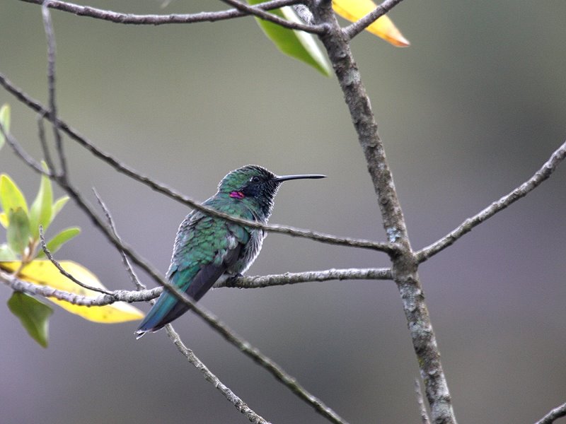 colibri sp.jpg