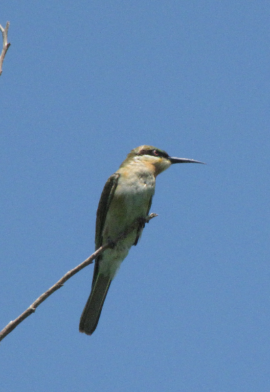 Colombo - Guêpier.jpg