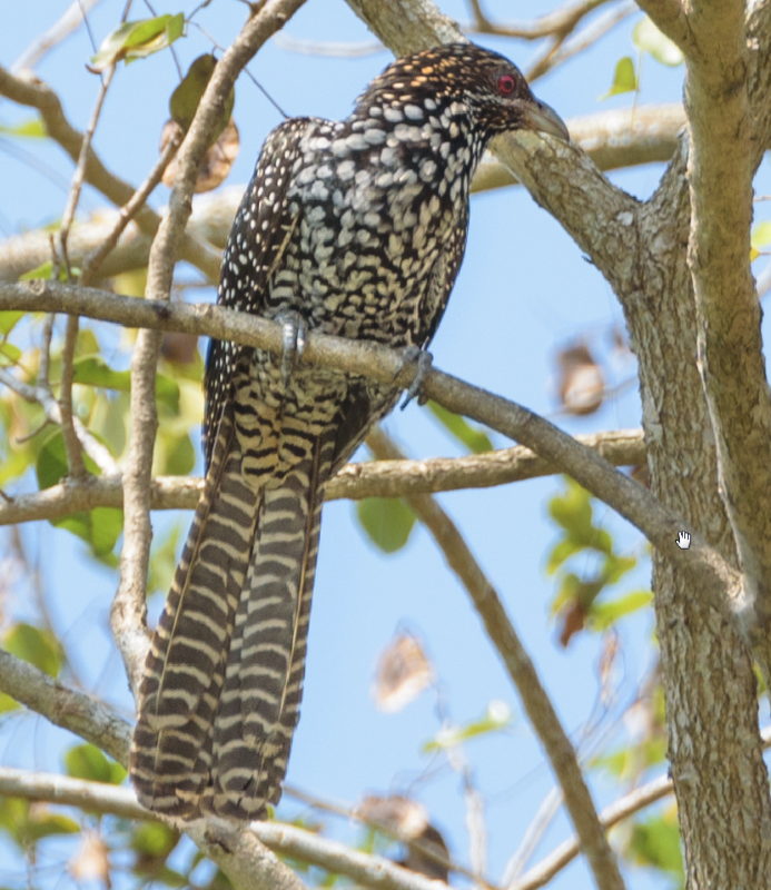 oiseau Inde2.png