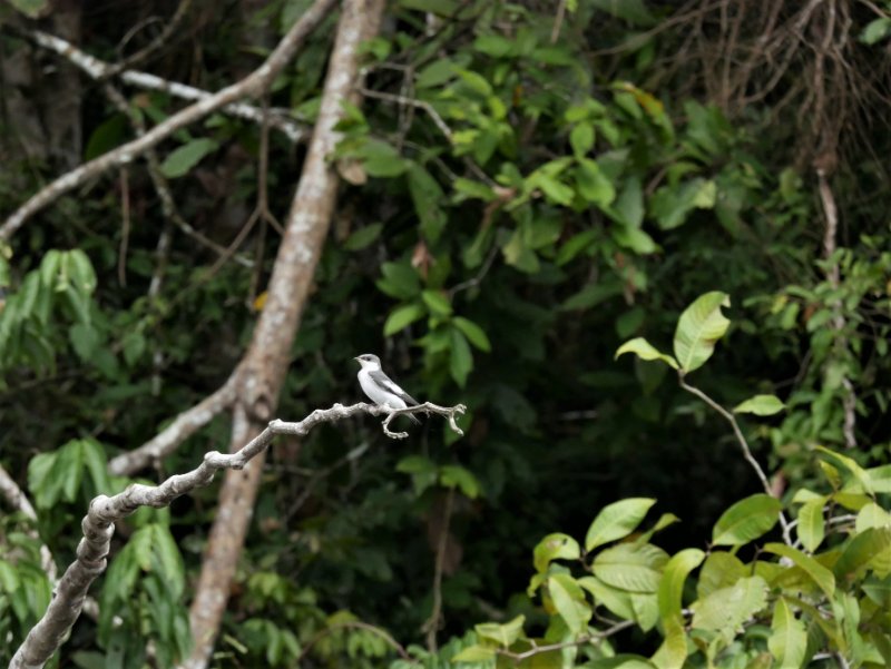 7 - Tambopata, Pérou hirondelle des mangroves.JPG