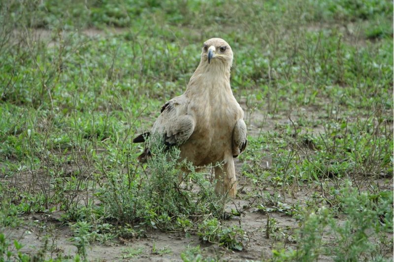 AIGLE MARTIAL.jpg