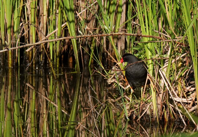 gallinule.jpg